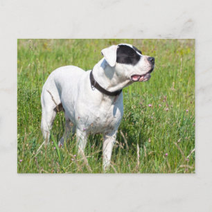 Beautiful Dogo Argentino Postcard