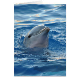 Beautiful Dolphin