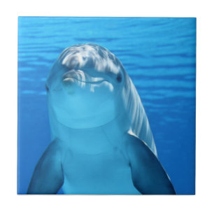 Beautiful dolphin ceramic tile