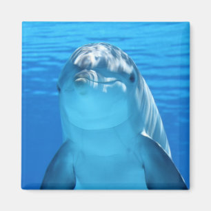 Beautiful dolphin magnet