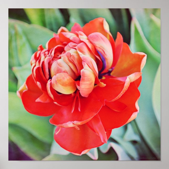 Beautiful Double Tulip Photographic Art Print (Front)