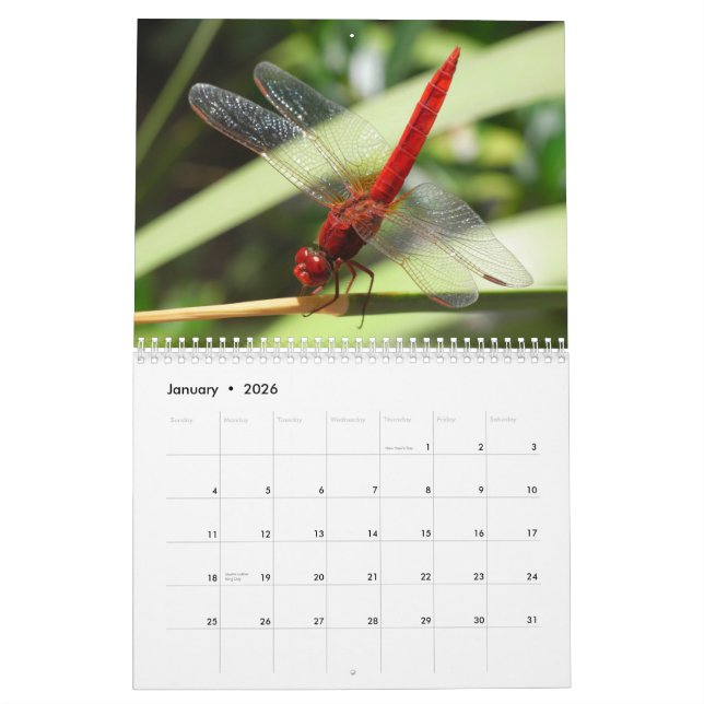 Beautiful Dragonflies Calendar (Jan 2026)