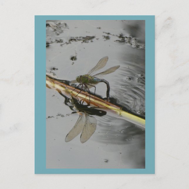 Beautiful Dragonfly on Water DIY Postcard (Front)