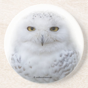 Beautiful, Dreamy and Serene Snowy Owl Coaster