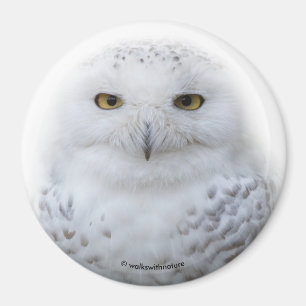 Beautiful, Dreamy and Serene Snowy Owl Magnet