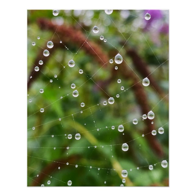 Beautiful drops on spiderweb threads poster (Front)