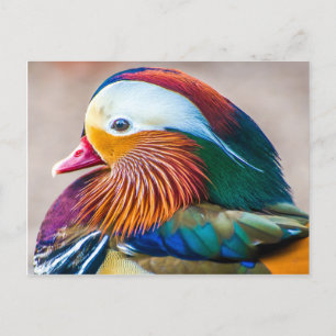 Beautiful Duck Portrait Postcard