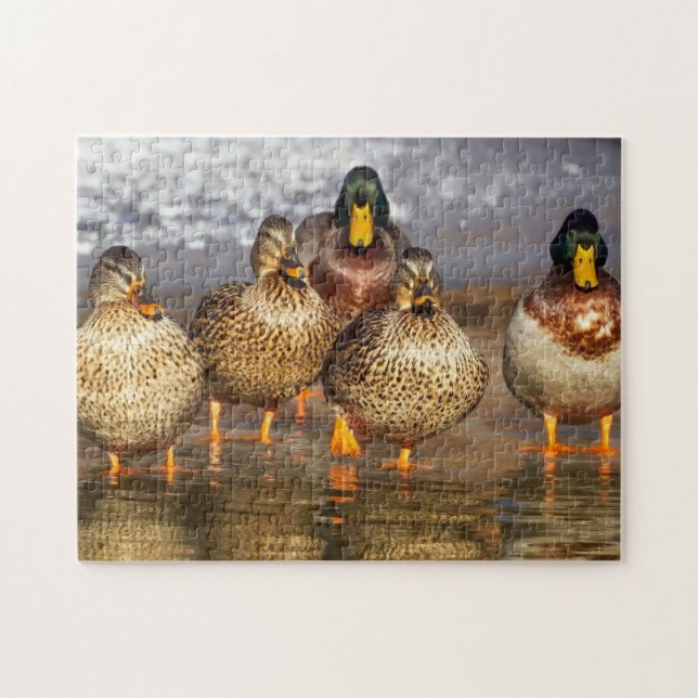 beautiful ducks jigsaw puzzle (Horizontal)