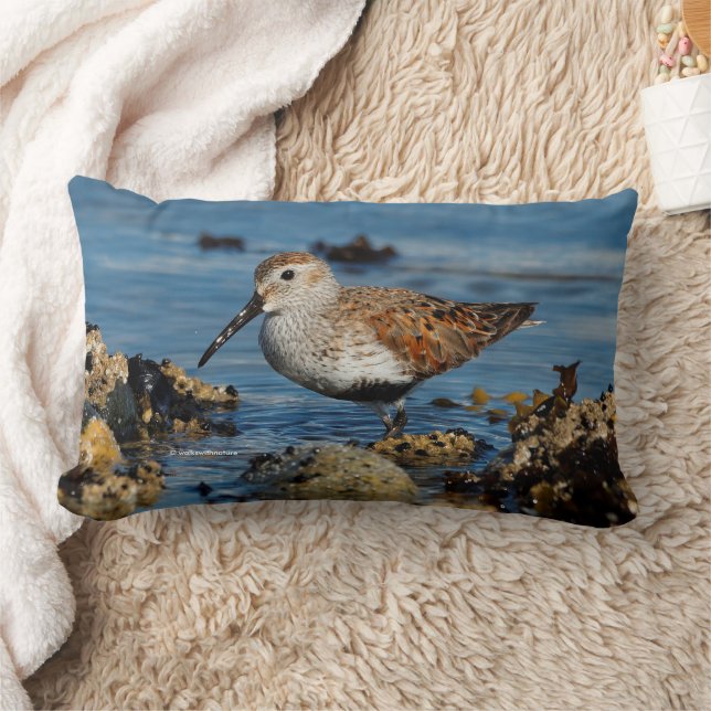 Beautiful Dunlin Sandpiper at the Spring Beach Lumbar Cushion (Blanket)