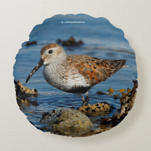 Beautiful Dunlin Sandpiper at the Spring Beach Round Cushion