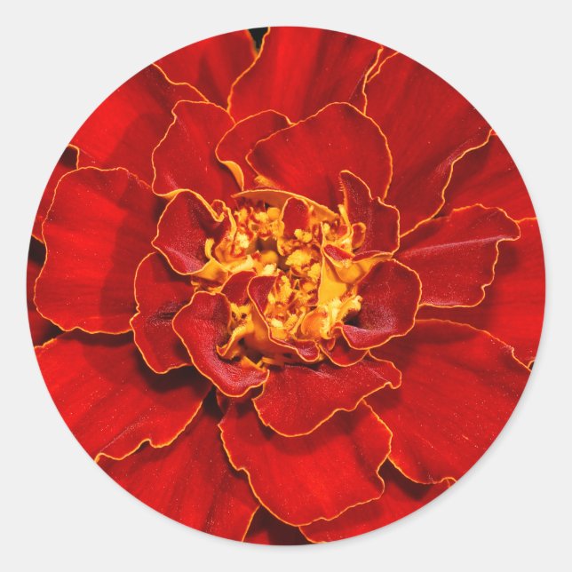 Beautiful Durango Red Marigold Classic Round Sticker (Front)