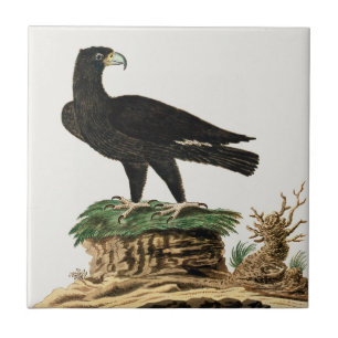Beautiful Eagle Birds Vintage Painting Ceramic Tile