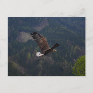 Beautiful eagle in flight postcard