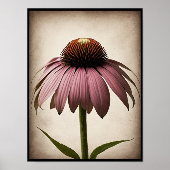 Beautiful Echinacea Flower Poster Wall Art (Front)