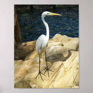 Beautiful Egreat Bird Photograph Poster