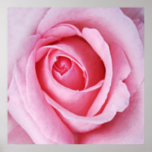 Beautiful Elegant Pink Rose Flower Macro