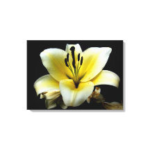 Beautiful Elegant Yellow on Black Flower