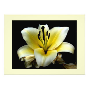 Beautiful Elegant Yellow on Black Flower Photo Print