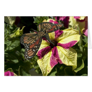 Beautiful Elephant Butterfly