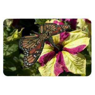 Beautiful Elephant Butterfly Magnet