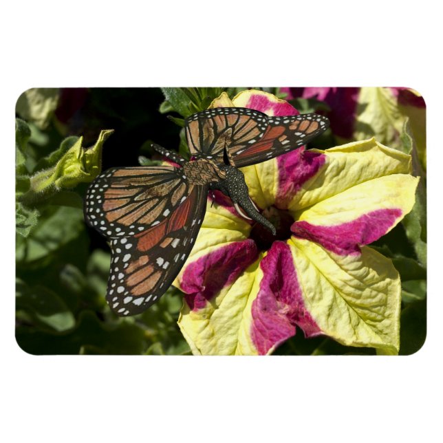Beautiful Elephant Butterfly Magnet (Horizontal)