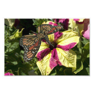 Beautiful Elephant Butterfly Photo Print