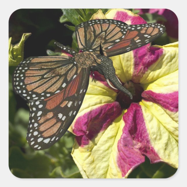 Beautiful Elephant Butterfly Square Sticker (Front)