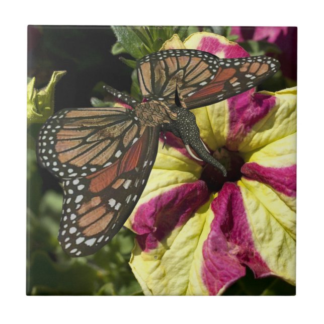 Beautiful Elephant Butterfly Tile (Front)