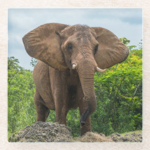 Beautiful Elephant Playing in the Grass Glass Coaster