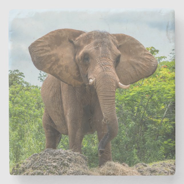 Beautiful Elephant Playing in the Grass Stone Coaster (Front)