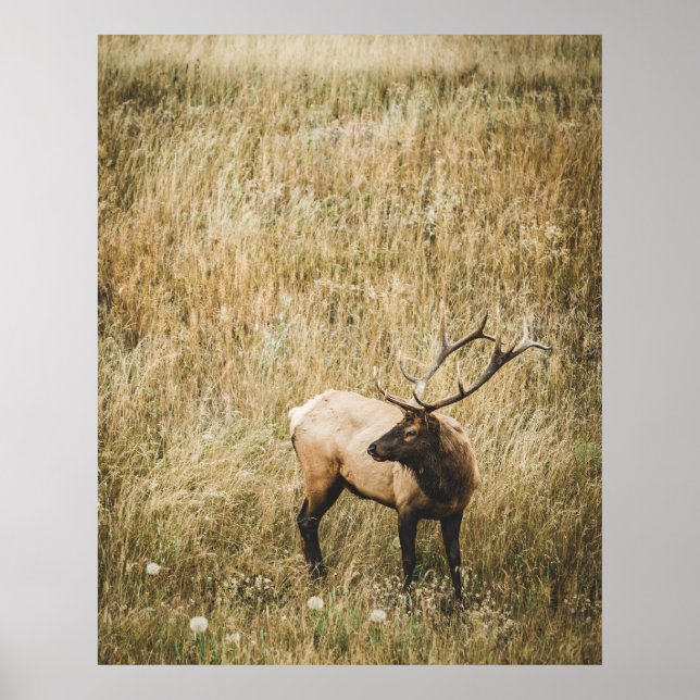 BEAUTIFUL ELK DEER POSTER (Front)