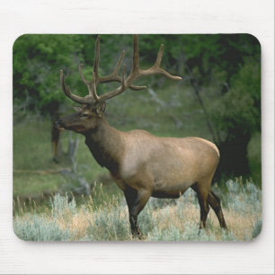 Beautiful Elk Mouse Pad
