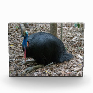 Beautiful Endangered Rare Cassowary Bird Australia Photo Block
