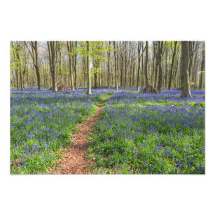Beautiful English Bluebell Wood Photo Print