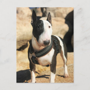Beautiful English Bull Terrier Photo Card
