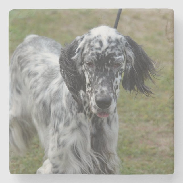 Beautiful English Setter Dog Stone Coaster (Front)