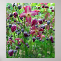 Beautiful Epimedium Flowers and Buds Spring Photo