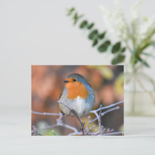 Beautiful European Robin  Postcard