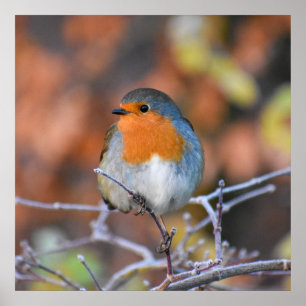 Beautiful European Robin  Poster
