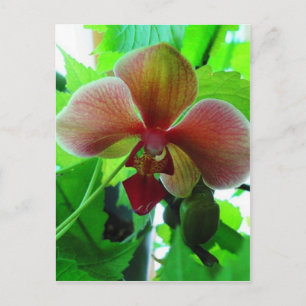 Beautiful Exotic Orchid Photograph Postcard