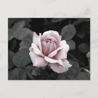 Beautiful faded pink rose print postcard