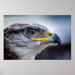 Beautiful falcon portrait poster