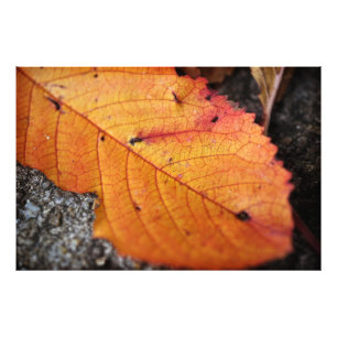 Beautiful Fall Leaf Photo Print
