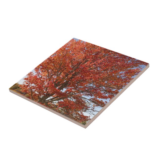 Beautiful Fall  Maple Tree in Red Leaves Ceramic Tile (Side)
