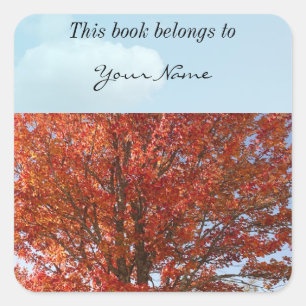 Beautiful Fall  Maple Tree in Red Leaves Square Sticker