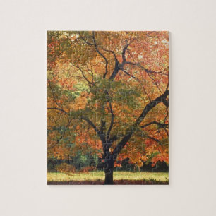 Beautiful Fall Tree Autumn Season Photo Jigsaw Puzzle