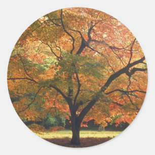 Beautiful Fall Tree Classic Round Sticker
