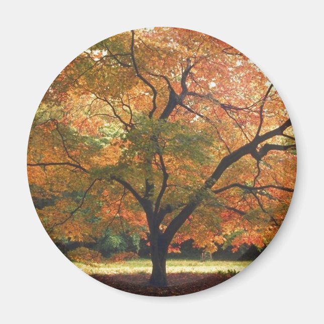 Beautiful Fall Tree Magnet (Front)