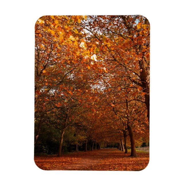 Beautiful Fall trees Magnet (Vertical)