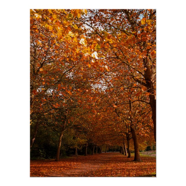 Beautiful Fall trees Poster (Front)